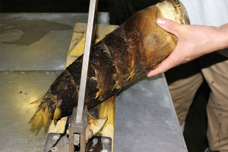 孟宗竹の筍を藁切り刃でカットしている画像