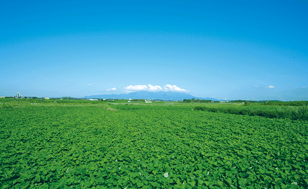 大崎町のさつま芋畑 収穫前 ７月の写真